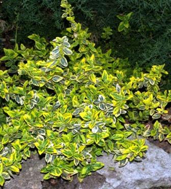 ΕΥΩΝΥΜΟ Emerald Gold